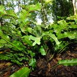 Asplenium scolopendrium Libunga