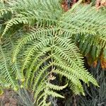 Pteridium aquilinum Leaf