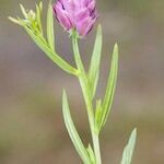 Polygala curtissii Other