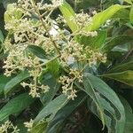 Gaertnera paniculata Flower