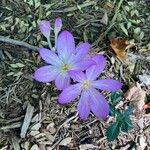 Colchicum lusitanum Цвят