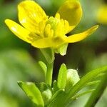 Ranunculus muricatus Flower