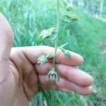 Epipactis helleborine Flower