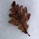 Quercus robur Leaf