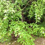 Stewartia pseudocamellia Folla