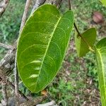 Passiflora laurifolia Lapas