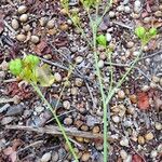 Iris domestica Fruchs