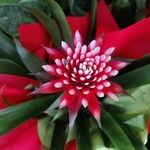 Guzmania monostachia Virág