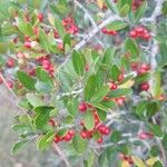 Ilex vomitoria Levél