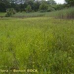 Carex bohemica Plante entière