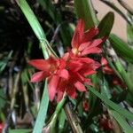 Scaphyglottis imbricata Flower