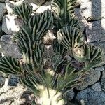 Myrtillocactus geometrizans (Mart. ex Pfeiff.) ConsoleЛист