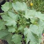 Malva verticillata ഇല