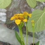 Tagetes lucida പുഷ്പം