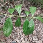 Acokanthera oppositifolia Hoja