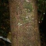 Poraqueiba guianensis Ŝelo