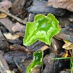 Cyclamen hederifolium Leaf