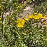 Rosa ecae Fula