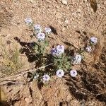 Glandularia gooddingii Flower