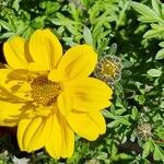 Bidens ferulifolia Virág