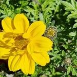 Bidens ferulifolia Flor