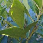 Cleyera japonica Hoja
