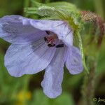 Erodium gruinum Flower