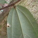 Duboscia macrocarpa Hoja