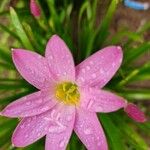 Zephyranthes rosea花