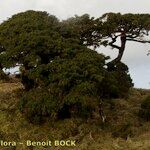 Juniperus brevifolia Kita