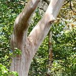 Tristaniopsis lucida Bark