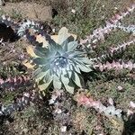 Dudleya pulverulenta Flower