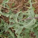 Launaea taraxacifolia Leaf