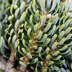 Abies koreana Blatt