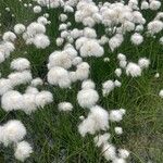 Eriophorum scheuchzeri Libunga