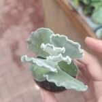 Kalanchoe rhombopilosaЛисток