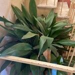 Aspidistra lurida List