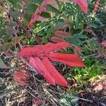 Toxicodendron succedaneum Leaf