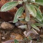 Alyssum simplex പുറംതൊലി