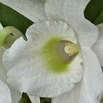 Guarianthe skinneri Flor