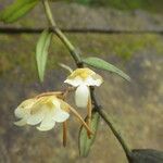 Dinklageella scandens Floro