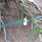 Nephrangis bertauxiana Flower