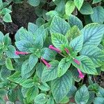 Kohleria amabilis 葉
