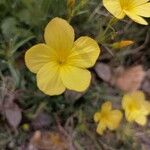 Linum maritimum Feuille