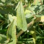 Oenothera glazioviana Leaf