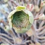 Aeonium arboreum葉