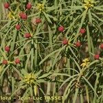 Euphorbia broussonetii Плод