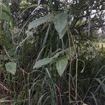 Mucuna sloanei Folha