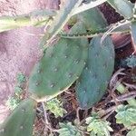 Opuntia humifusa Fulla