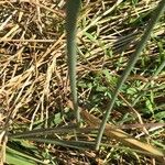 Phleum pratense 葉